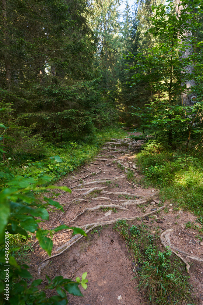 Protruding roots in the forest