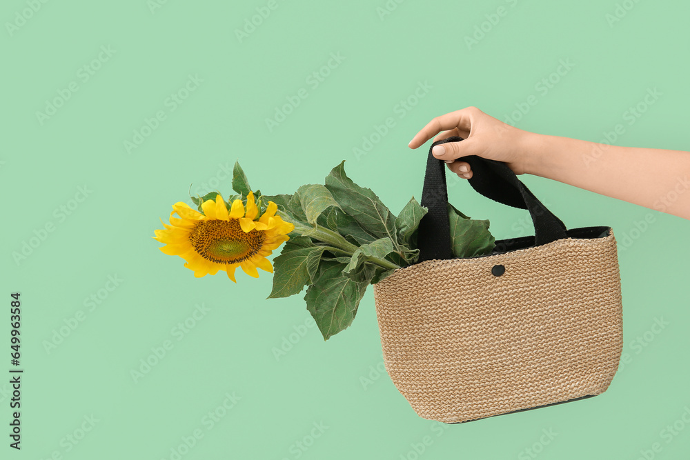 Female hand with beautiful sunflower in wicker bag on green background