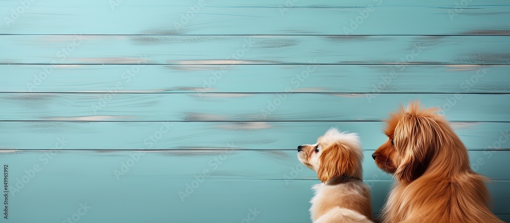 Pets observe in vet clinic