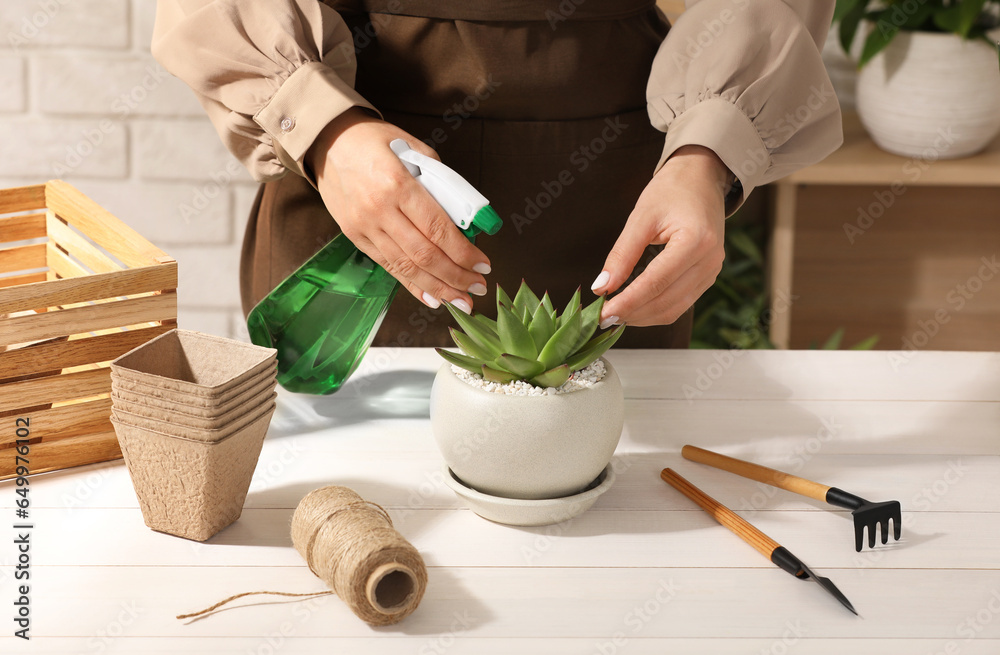 Woman spraying beautiful succulent plant with water at white wooden table, closeup