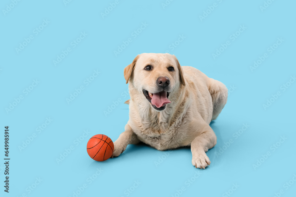 Cute Labrador dog with toy ball lying on blue background