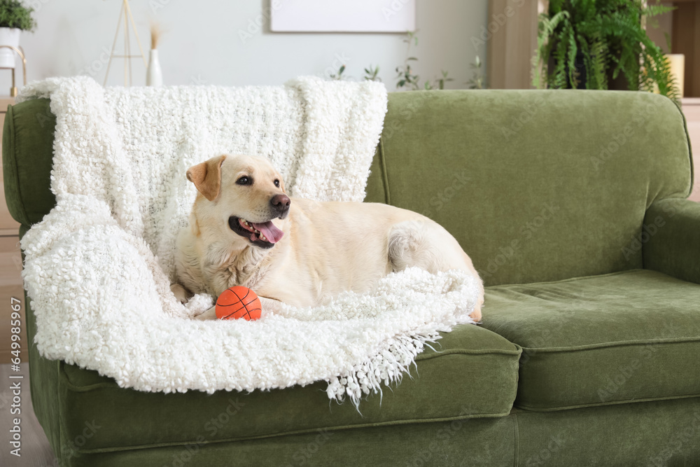 Cute Labrador dog with blanket and pet toy lying on sofa in living room