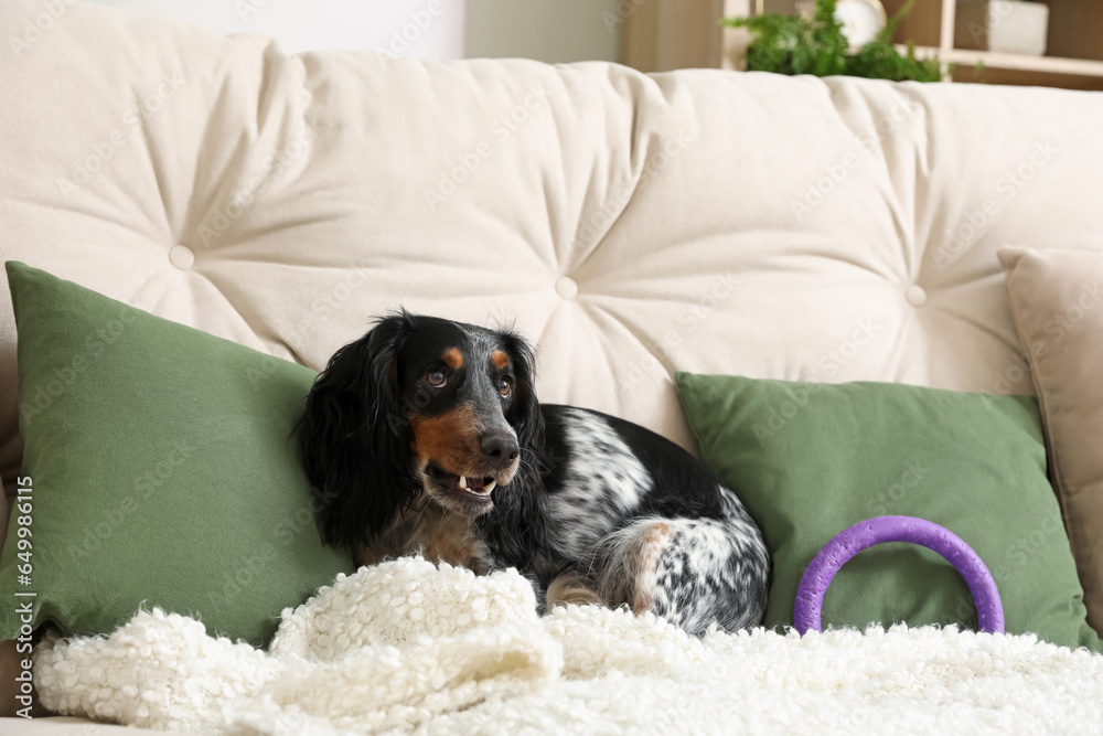 Cute cocker spaniel dog with pet toy sitting on sofa in living room