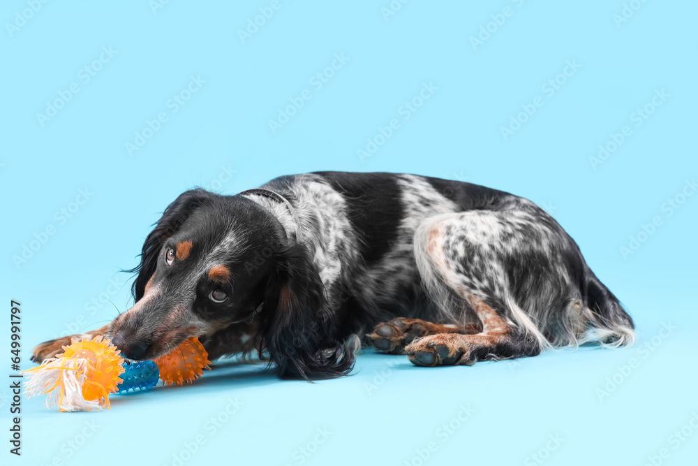 Cute cocker spaniel with pet toy lying on blue background