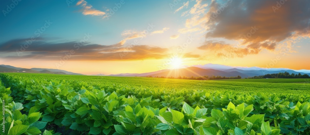 Sunset in an open soybean field