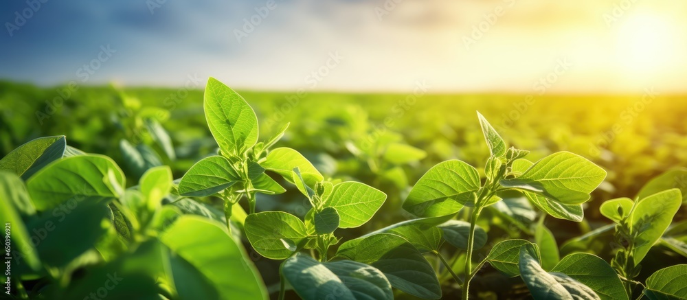 Close up of a lush soybean field representing a bountiful harvest in an agricultural landscape