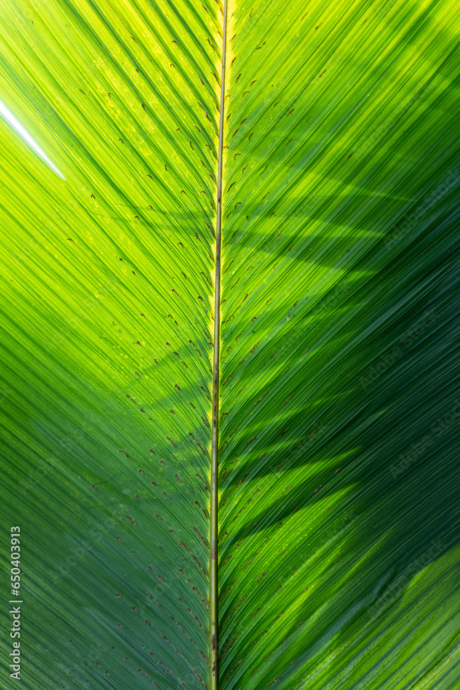 Beautiful banana leaves texture background, natural green decor, floristics botany and foliage, copy space for advertisement or promotional text.