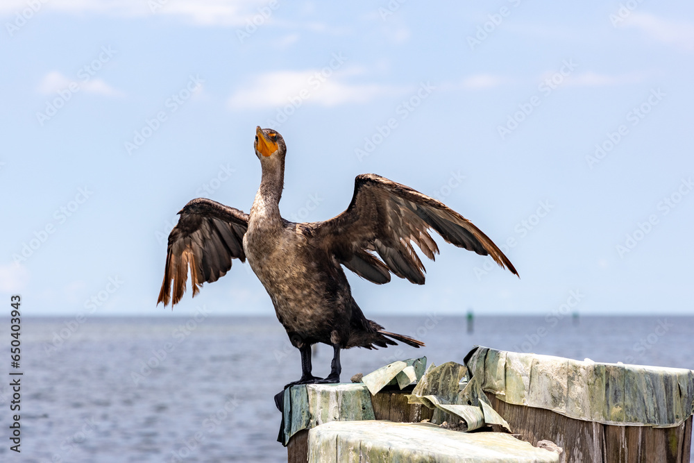 A Double-Crested Cormorant drying out its wings on rock in the ocean, clear blue sky on background.