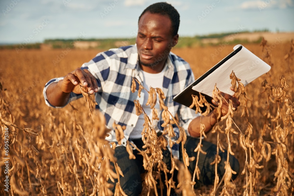 Notepad with documents in hands, checking wheat. Beautiful African American man is in the agricultural field