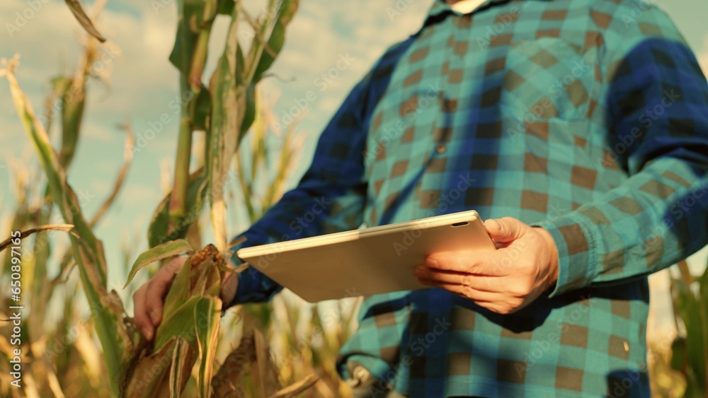 Farmer with digital tablet in his hands works in corn field. Farmer, businessman in corn field, works uses tablet computer. Agricultural business concept. Growing food. Harvest in field in autumn