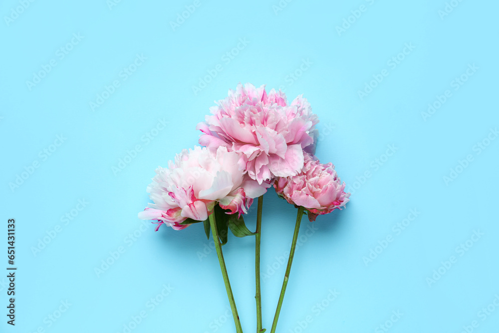 Blooming peony flowers on blue background