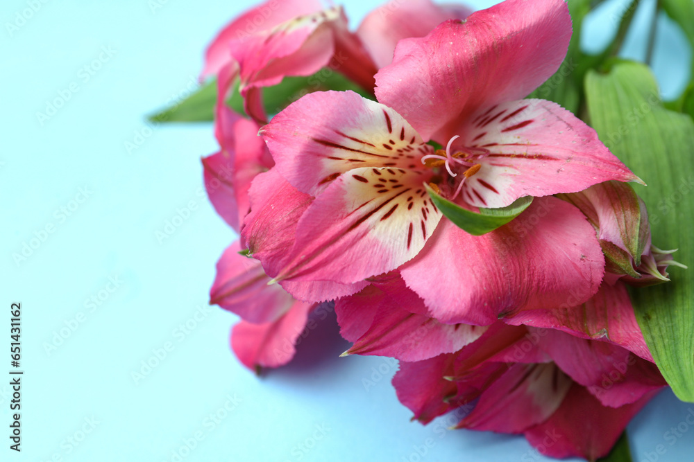 Blooming alstroemeria flowers on blue background