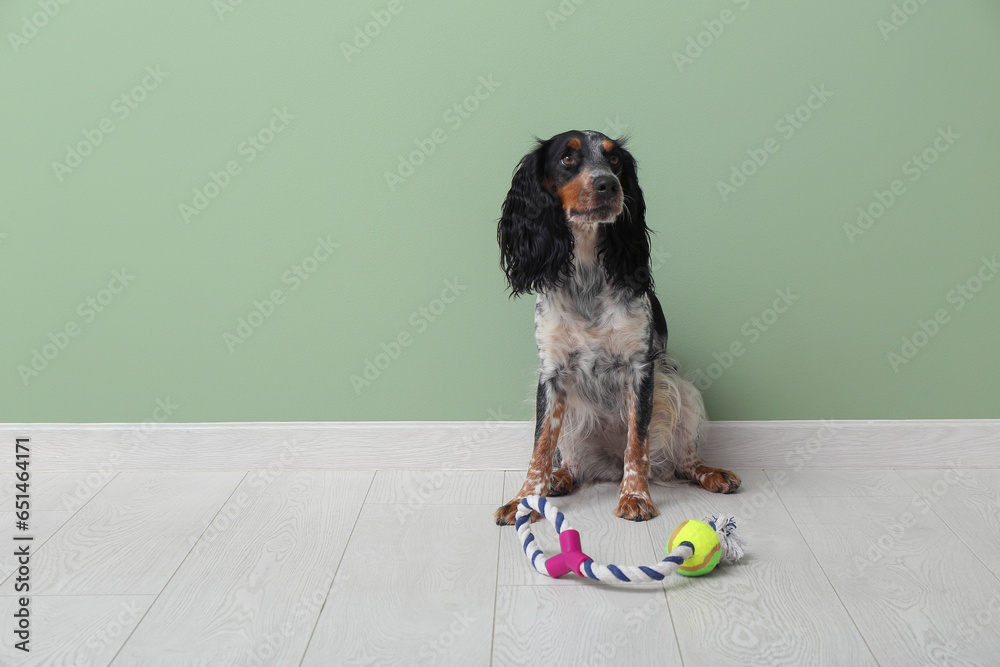 Cute cocker spaniel with toy near green wall