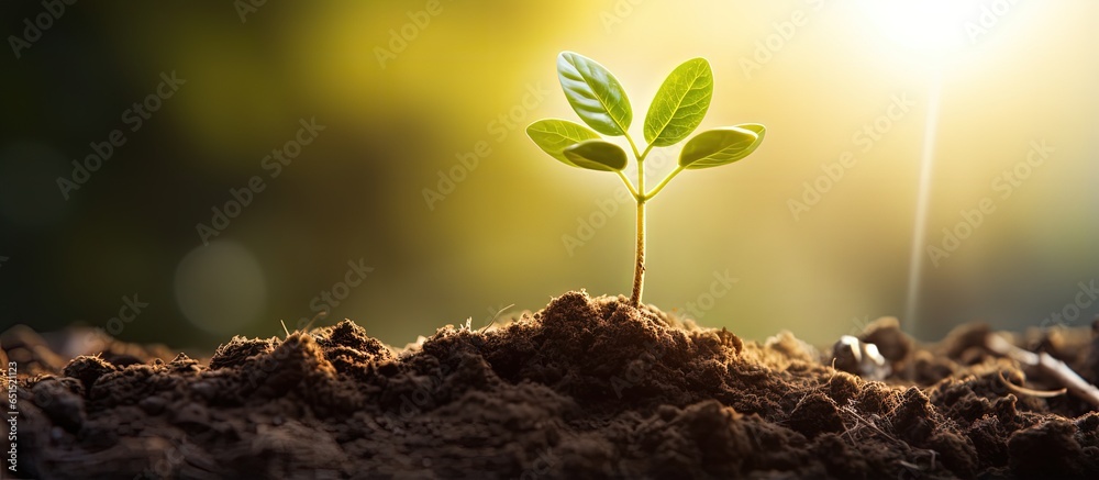 Seedlings thrive in fertile soil under the morning sunlight highlighting an ecological idea