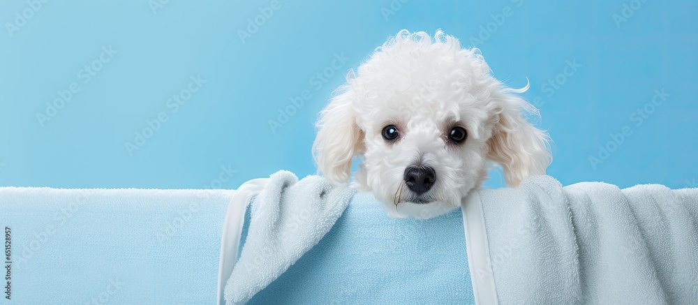 Clean white poodle in a bath indoor setting with a blue backdrop