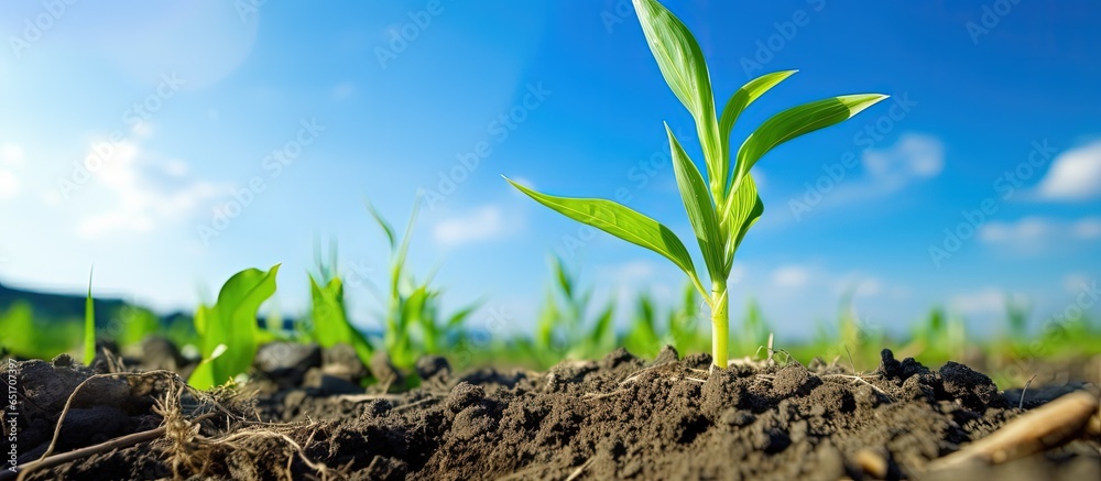 Agricultural garden with blue sky and maize seedling