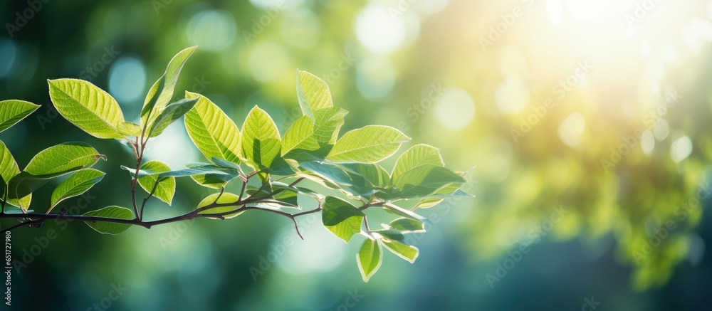 Sunlit leaves against a blurred green backdrop