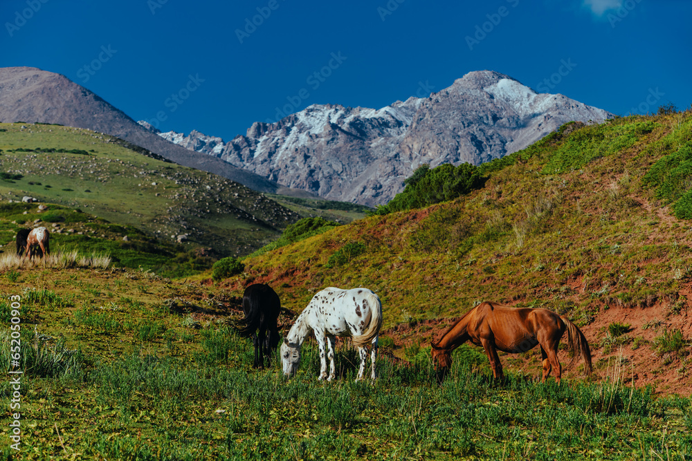 Horses grazing in the mountains in summer