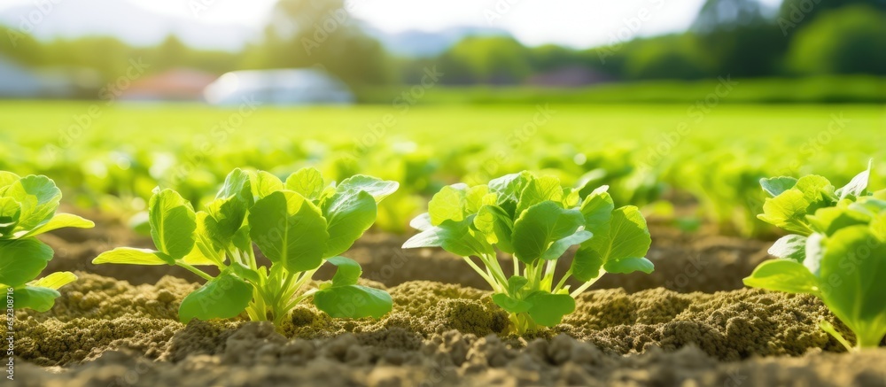 The concept of cultivating wasabi in rice fields viewed as part of an outdoor natural farm