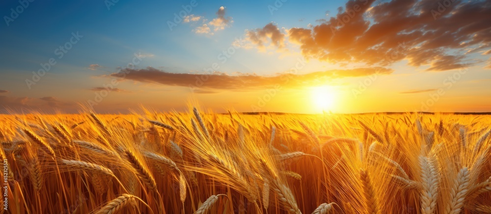 Sunset nature scene with wheat field