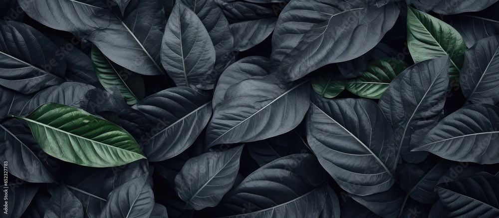 Texture wallpaper with tropical leaves in grey color