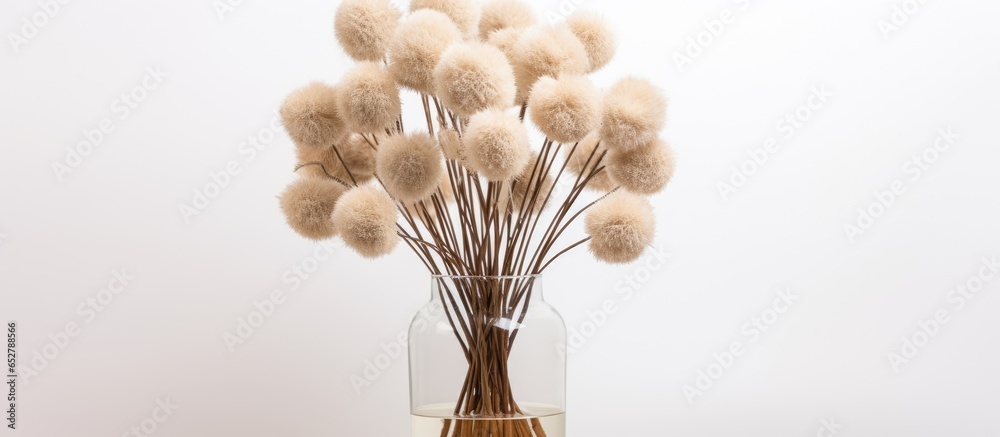 White background with glass vase holding fluffy tan pom pom plants bouquet