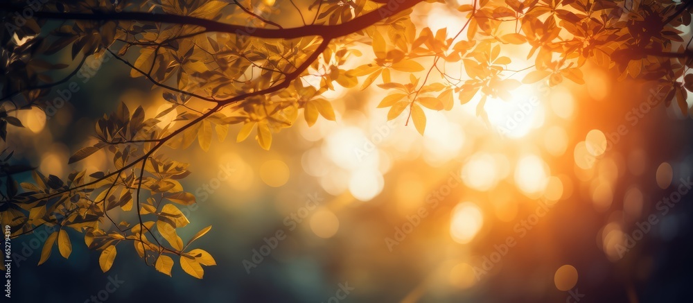 Apply vintage filter to sun flare and blur tree background looking upward