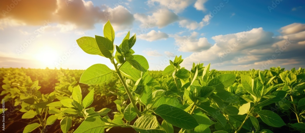 Close up of a lush soybean field representing a bountiful harvest in an agricultural landscape