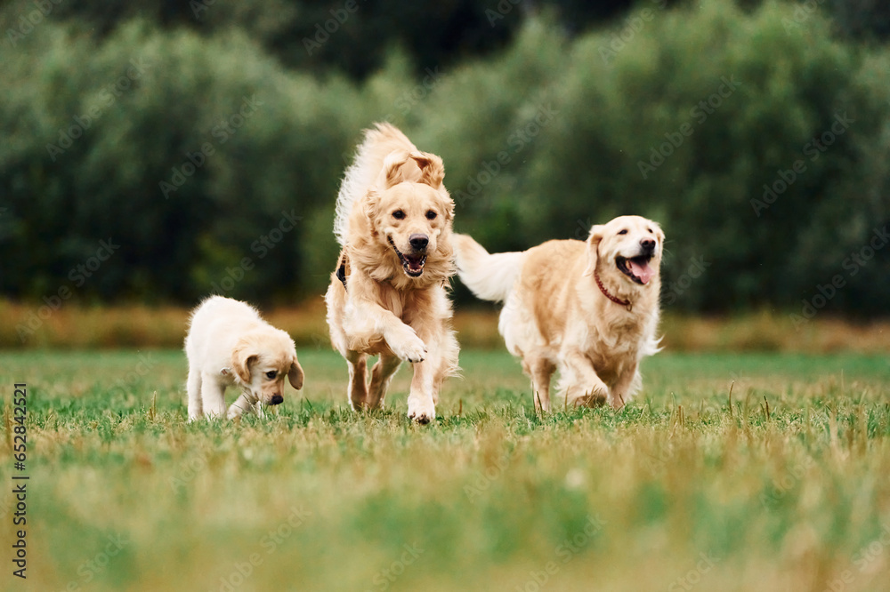 Three golden retrievers are running outdoors on the green field