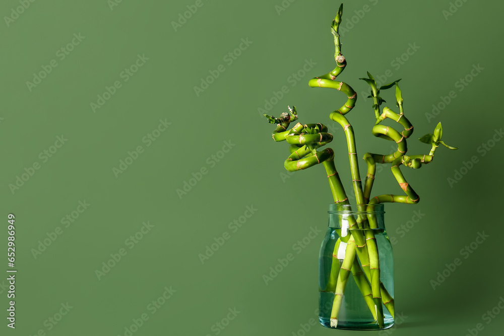 Bamboo plant in vase on green background