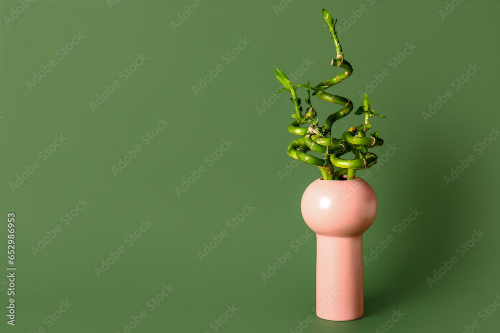 Bamboo plant in vase on green background