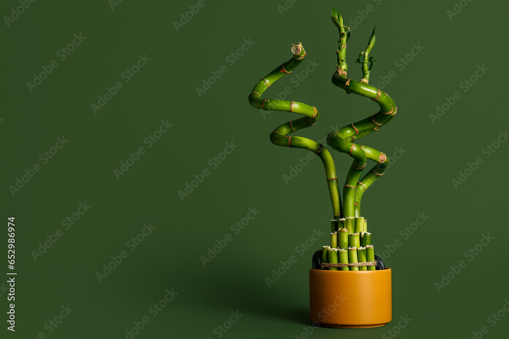 Bamboo plant in pot on green background