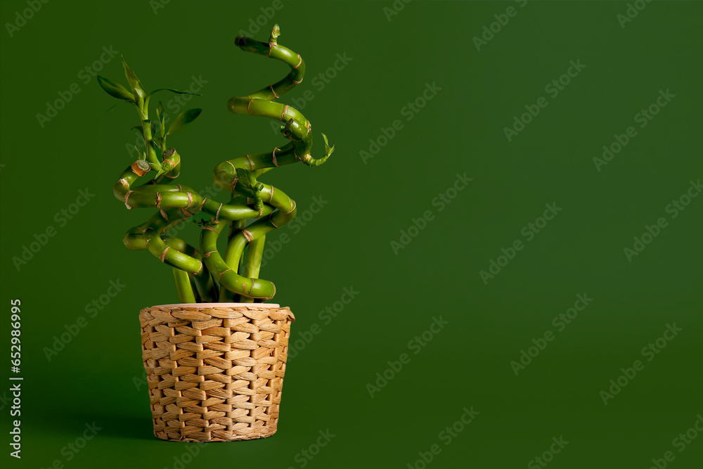 Bamboo plant in pot on green background