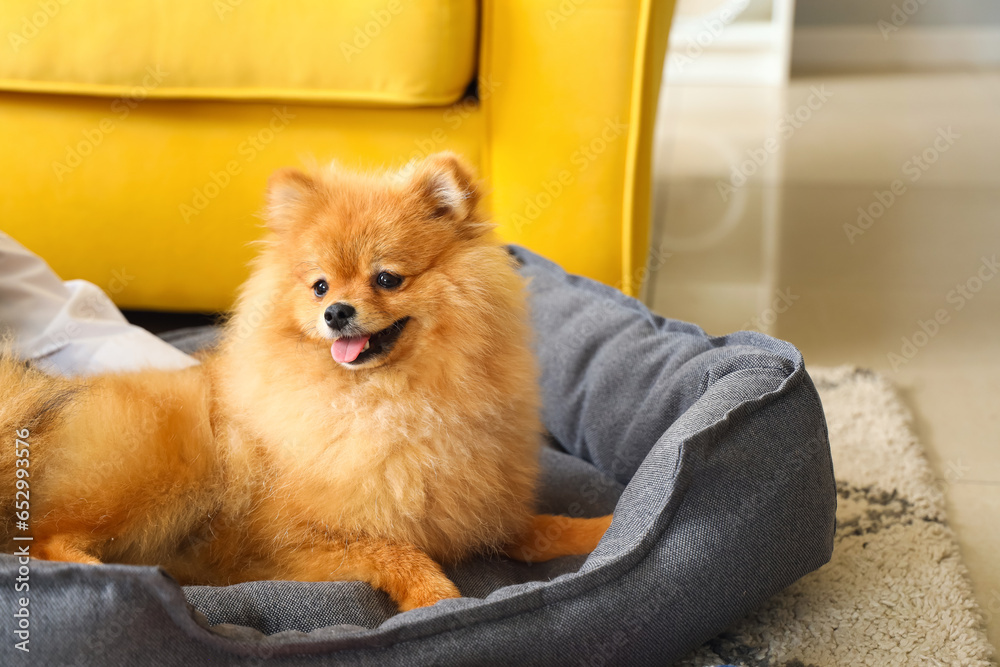 Cute Pomeranian dog with owner on pet bed at home