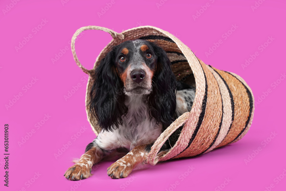 Cute cocker spaniel with wicker basket lying on purple background