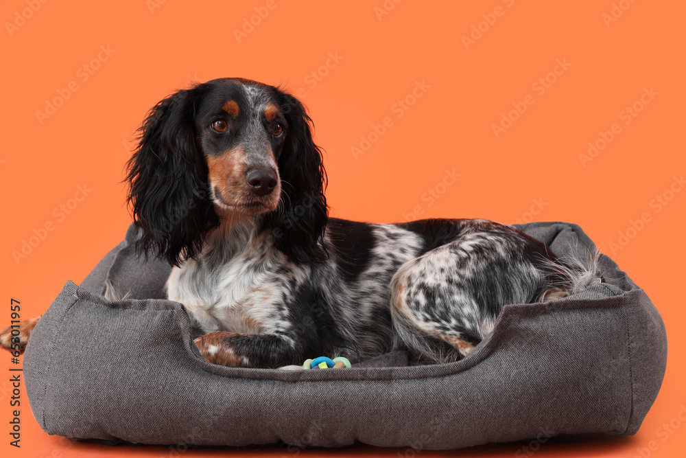 Cute cocker spaniel lying in pet bed on orange background