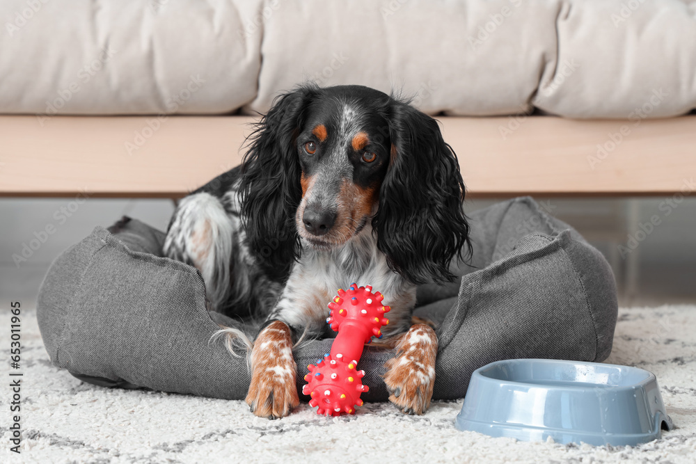 Cute cocker spaniel with toy and bowl of water lying on pet bed in living room