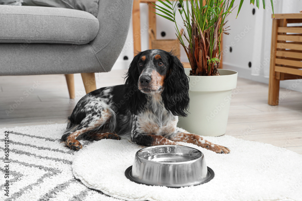 Cute cocker spaniel with bowl of water lying in living room