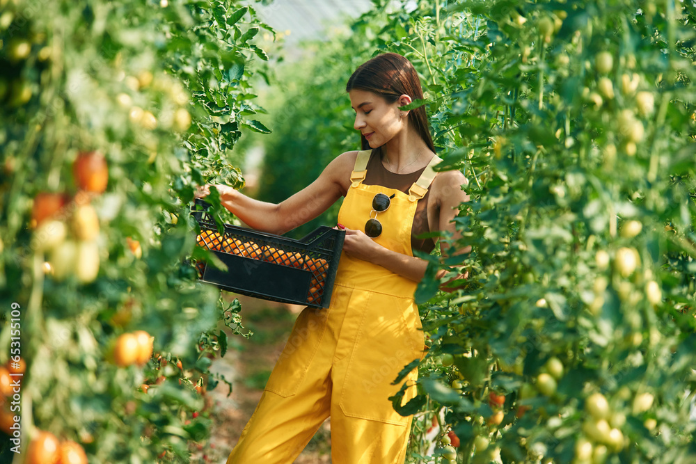 Young woman in yellow uniform is in garden with vegetables