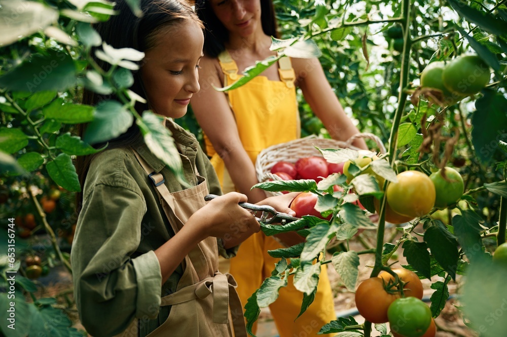 Woman and girl are in the garden with tomatoes together