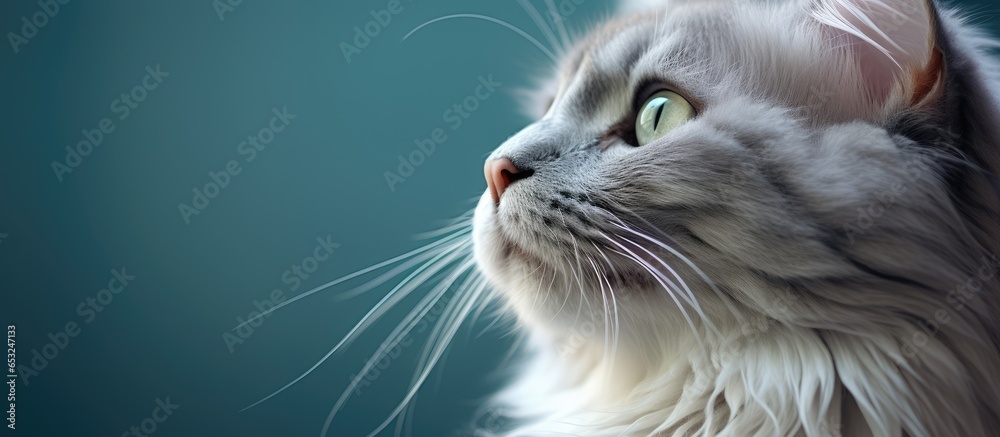 Gray cat s long white whiskers viewed from below in a selective soft focus portrait