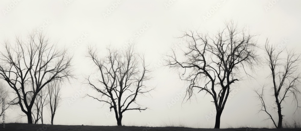 Contrasting trees in bright sky Monochrome photo