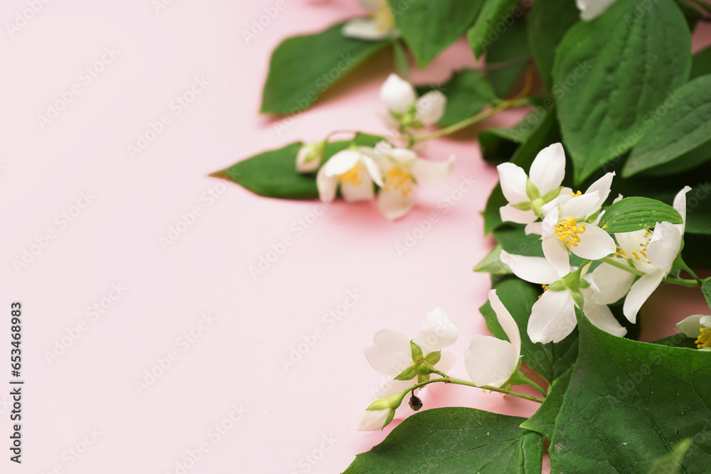 Beautiful jasmine flowers and leaves on pink background, closeup