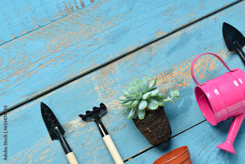 Gardening rake, shovels, watering can and plant on blue wooden background