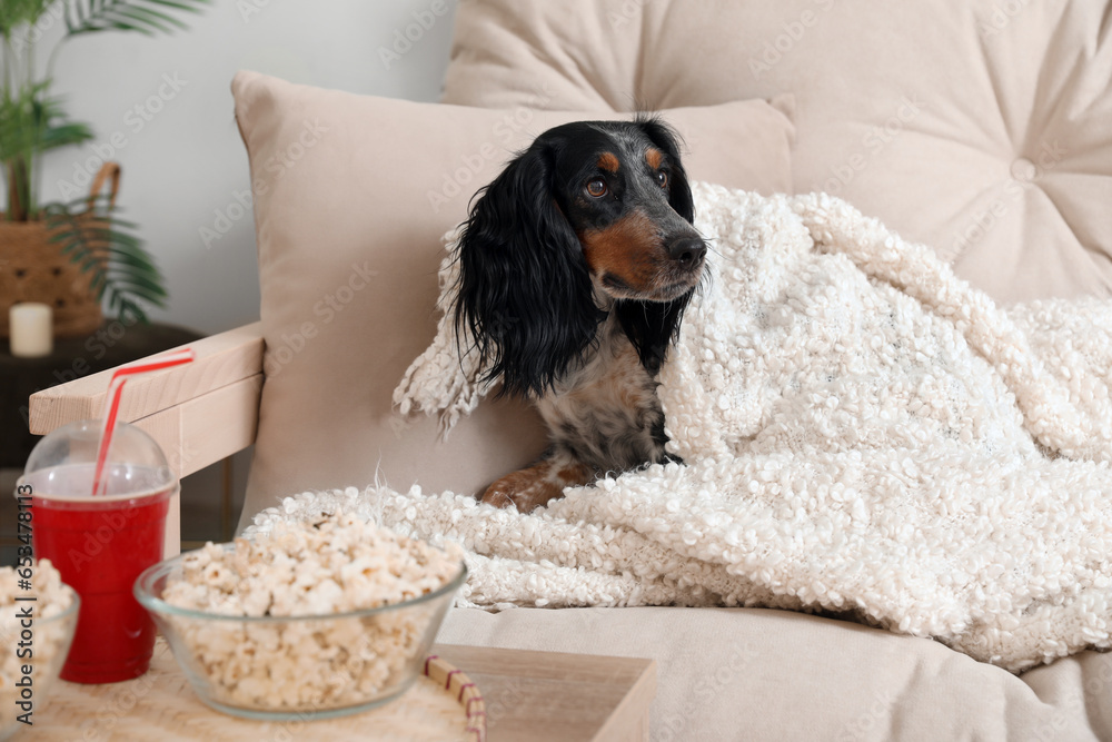 Cute cocker spaniel dog with bowls of popcorn and soda lying on sofa in living room