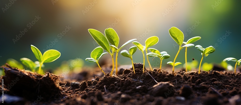 Sustainable energy concept with seedling growth on soil for nature recovery