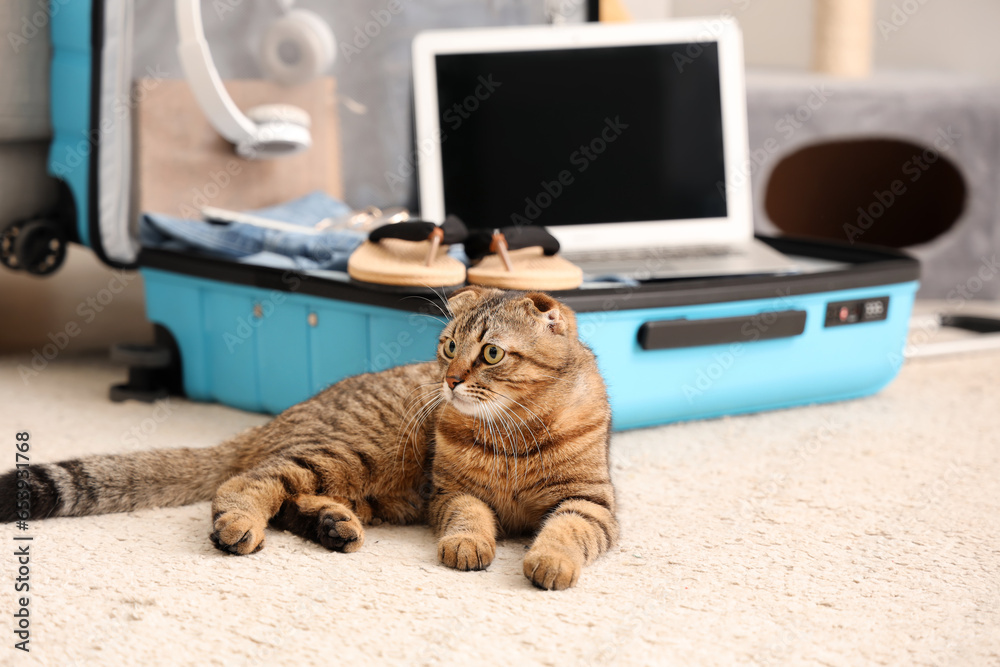 Scottish fold cat lying near suitcase at home