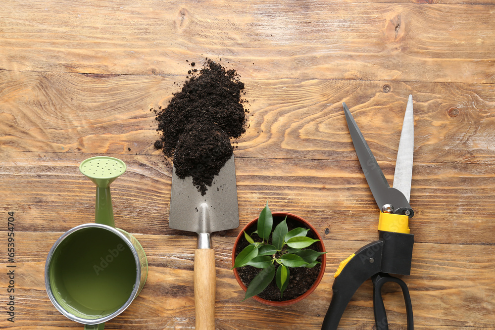 Composition with houseplant, soil and gardening tools on wooden background