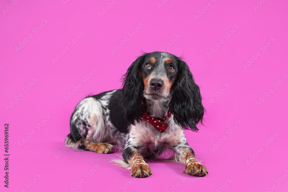 Cute cocker spaniel with bow tie lying on purple background