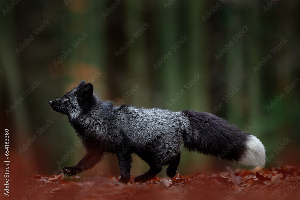 Forest wildlife. Cute Red Fox, Vulpes vulpes, at orange autumn forest leaves. Wildlife scene from nature. Animal in nature habitat. Animal in green environment, Germany, Europe.